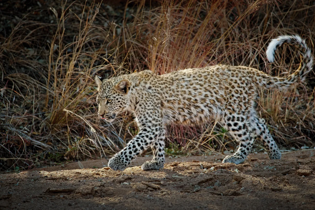 Namibia 2015  Okonjima