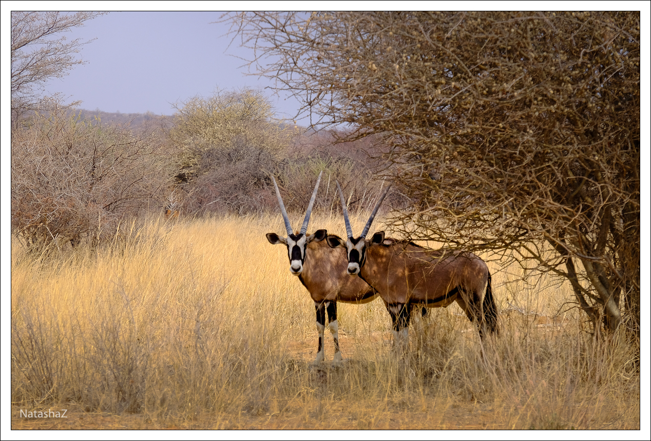 Oryxantilope bzw. Gemsbok