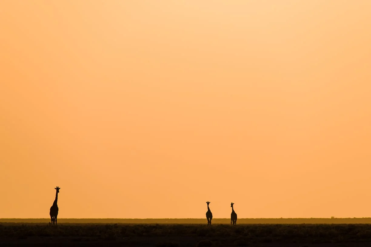 Namibia 2015  Etosha