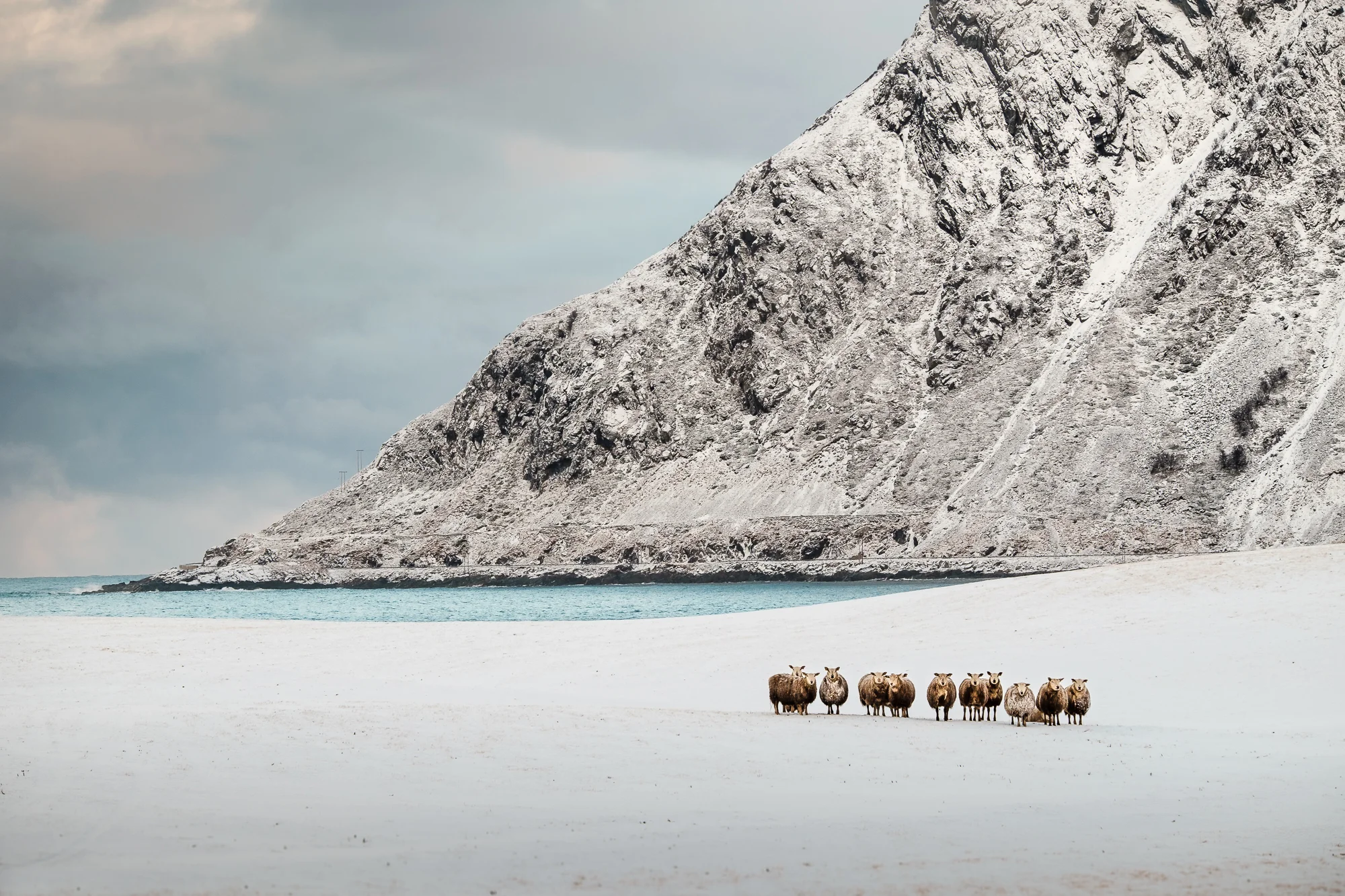 Meet some locals Lofoten February 2016