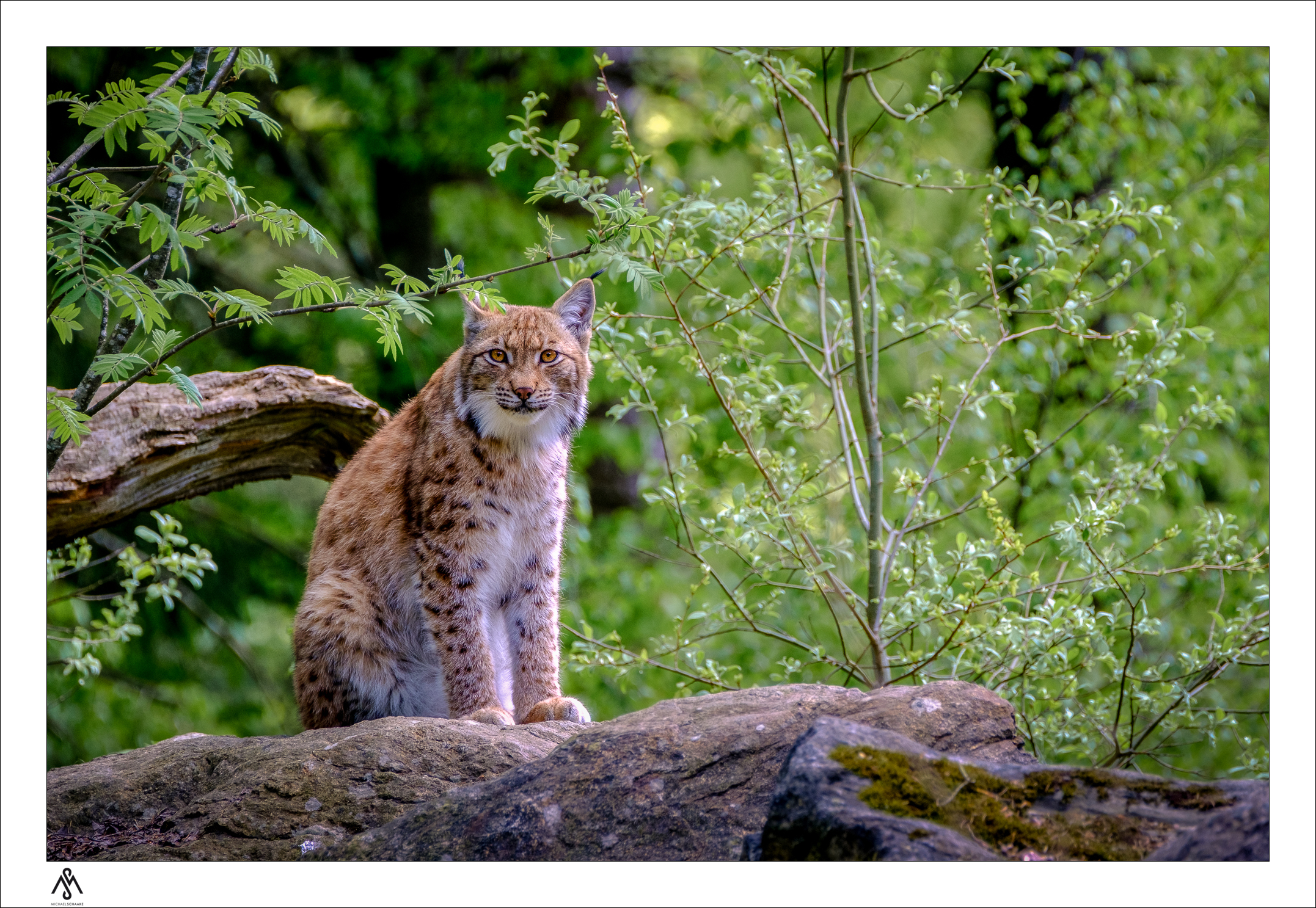 Big wild cat