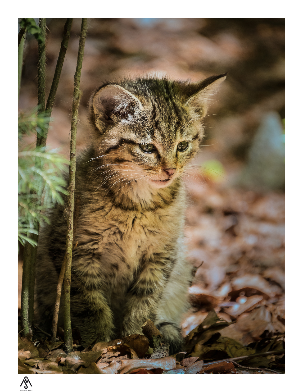 small wildcat