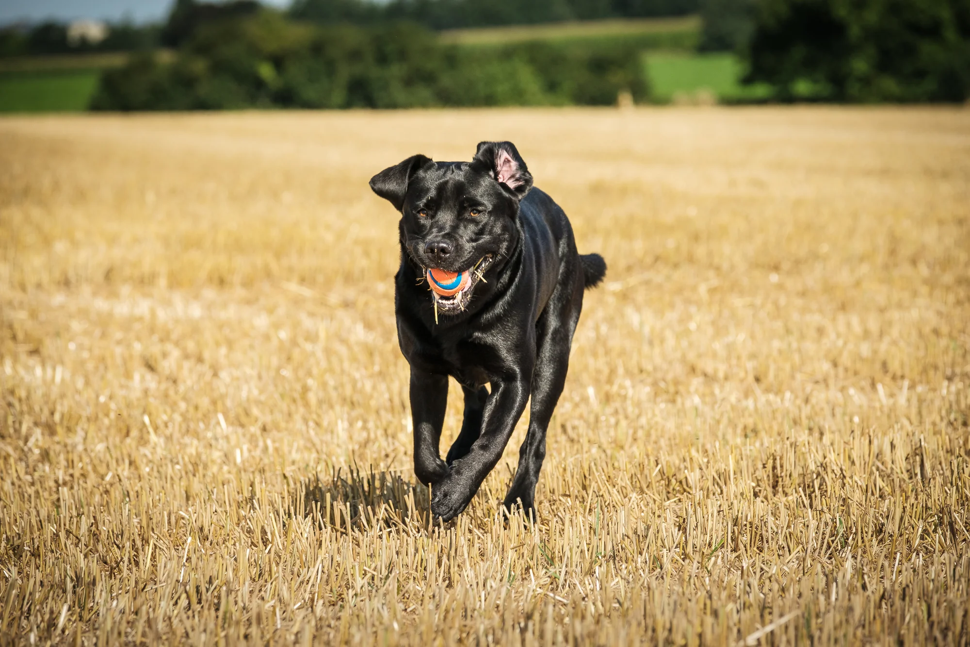 Fuji X-T2 and the dogs