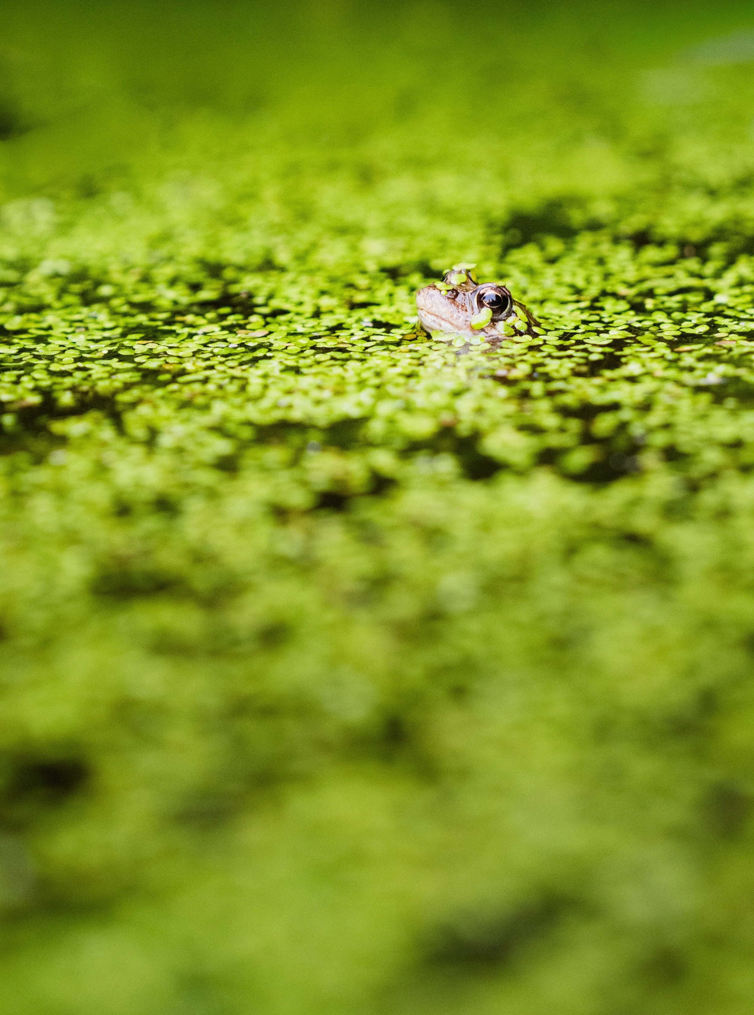 Wildlife photography starts in your own backyard. 🐸📸
A small pond, native plants, and a little patience can create incredible opportunities to observe and photograph nature. Moments like this remind me that the best wildlife encounters are often cl
