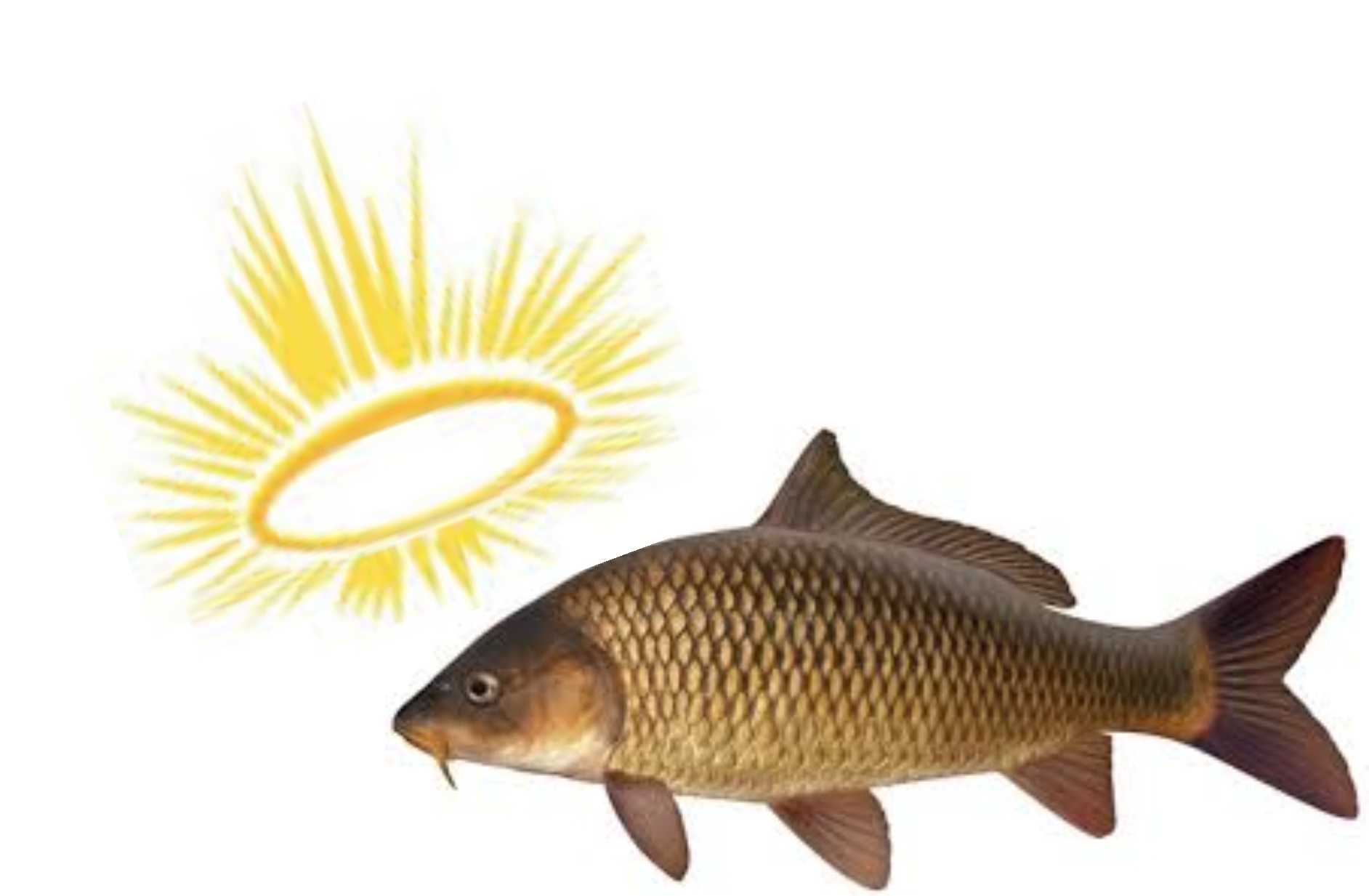 Holy carp!