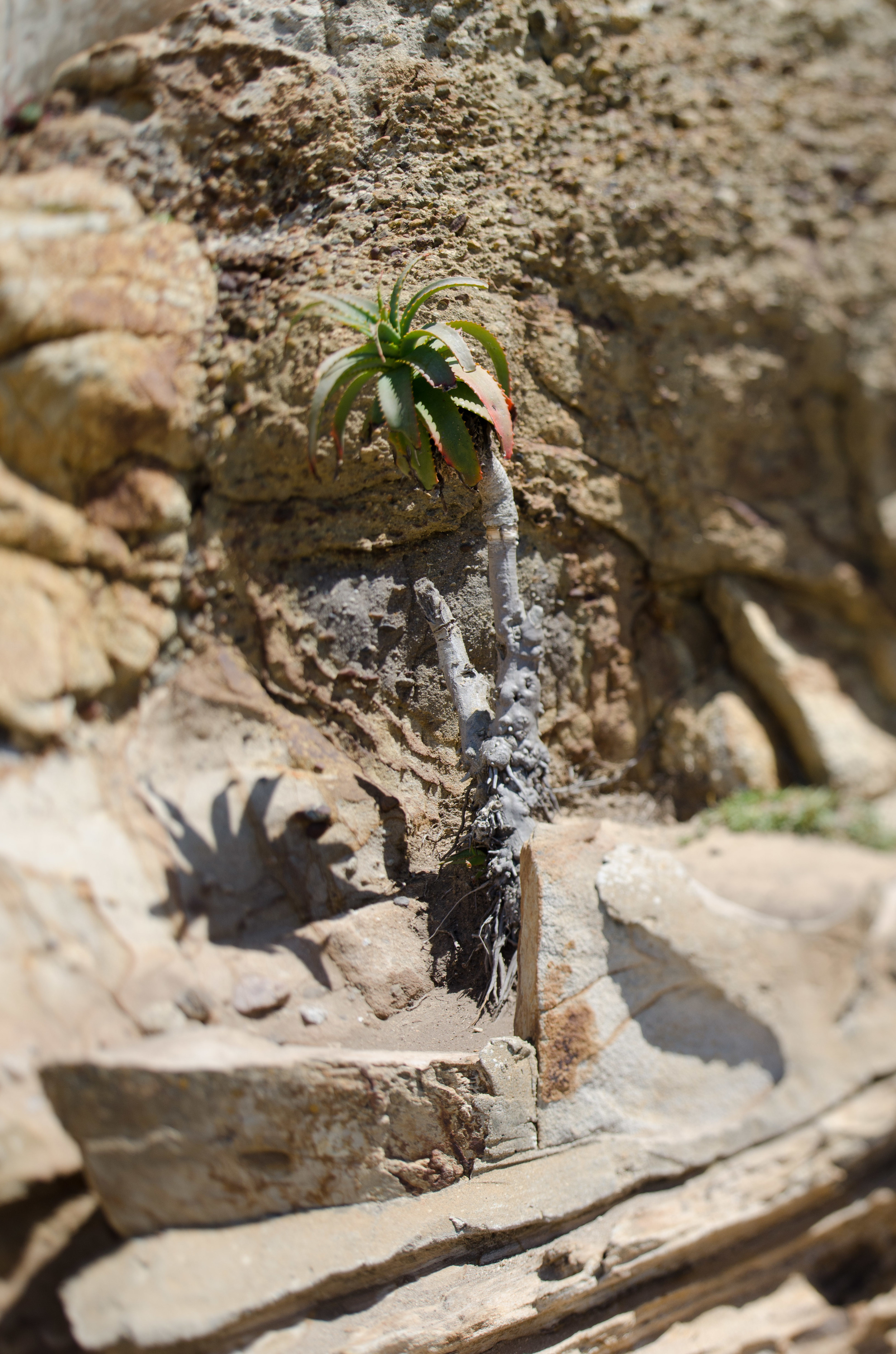 Cali_2014-19.jpg