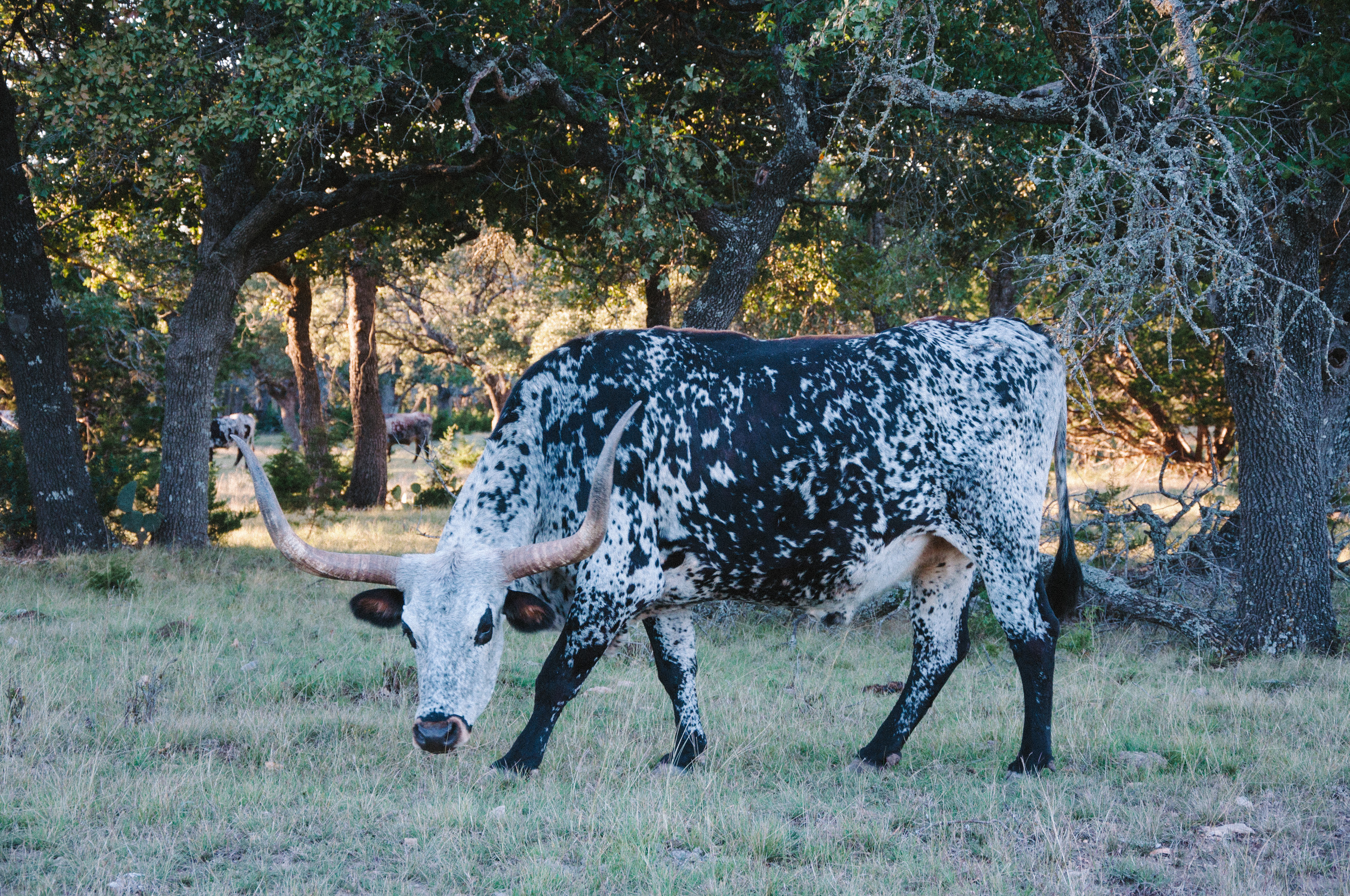 moo?