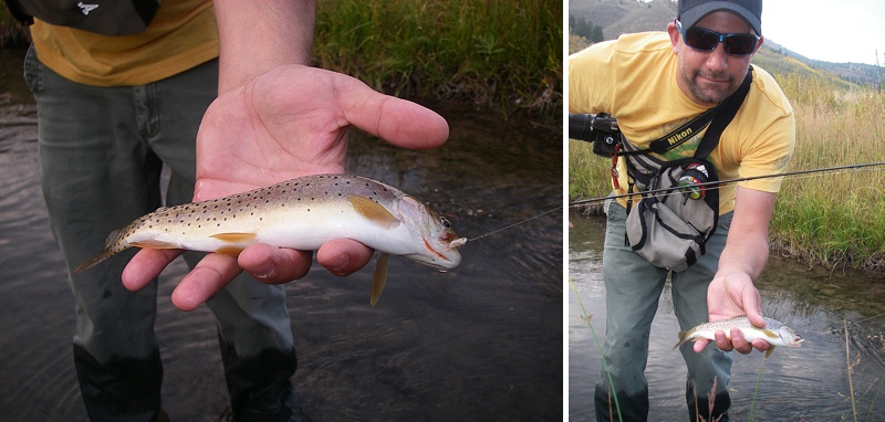The Bonneville cutthroat trout.