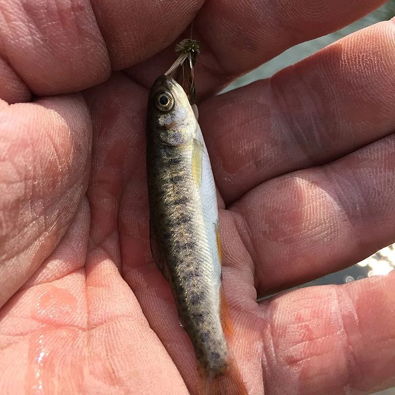 Maybe the smallest Snake River/ Finespot Cutthroat Trout ever entered. I can't believe that it actually ate the fly, but I am proud of it. 