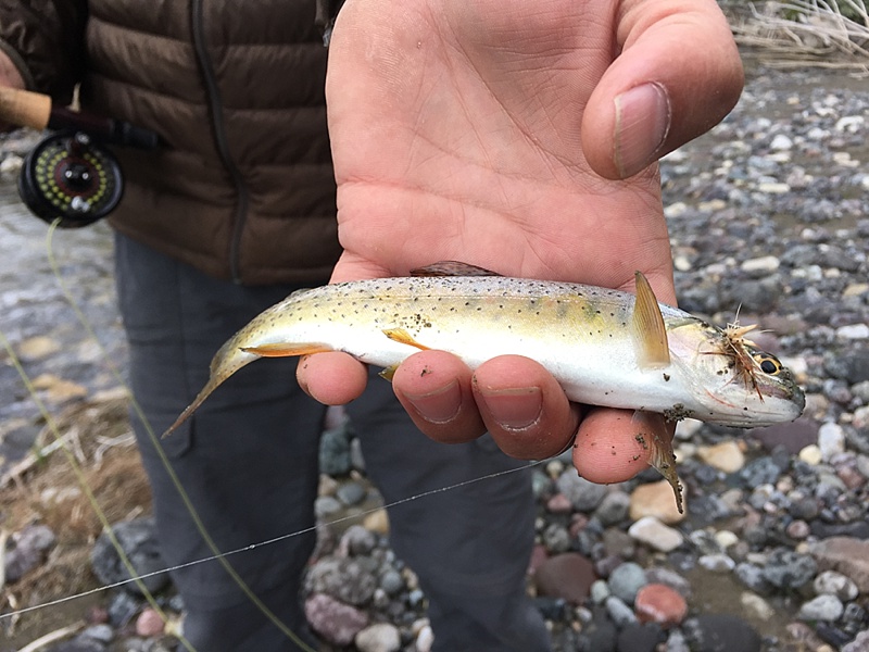 The Yellowstone Cutthroat Trout.