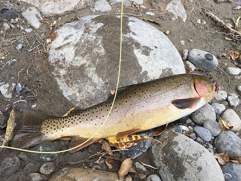 That fish is probably 16-18 inches of native, wild, Cutthroat Trout. 