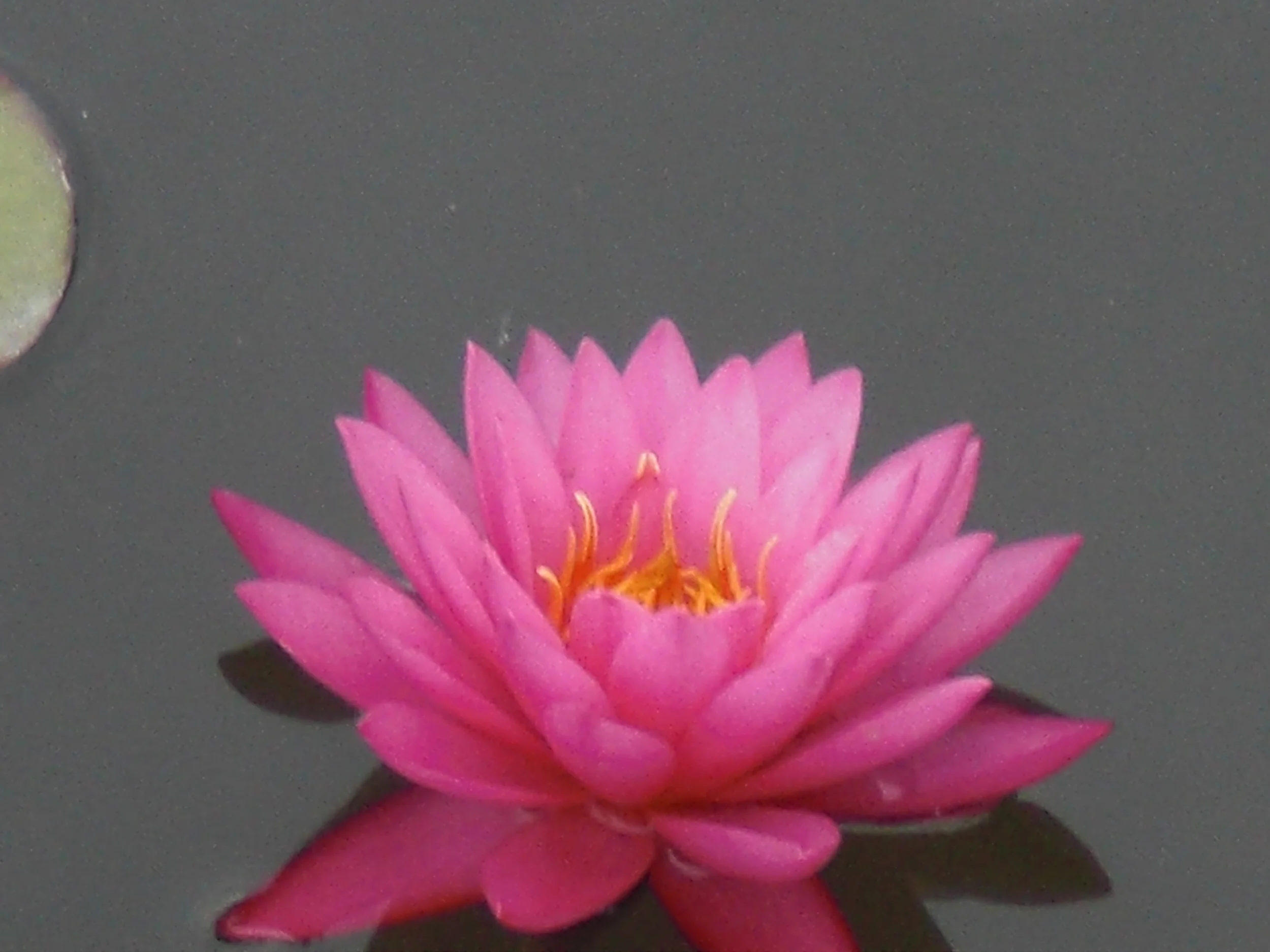 lotusflower.JPG