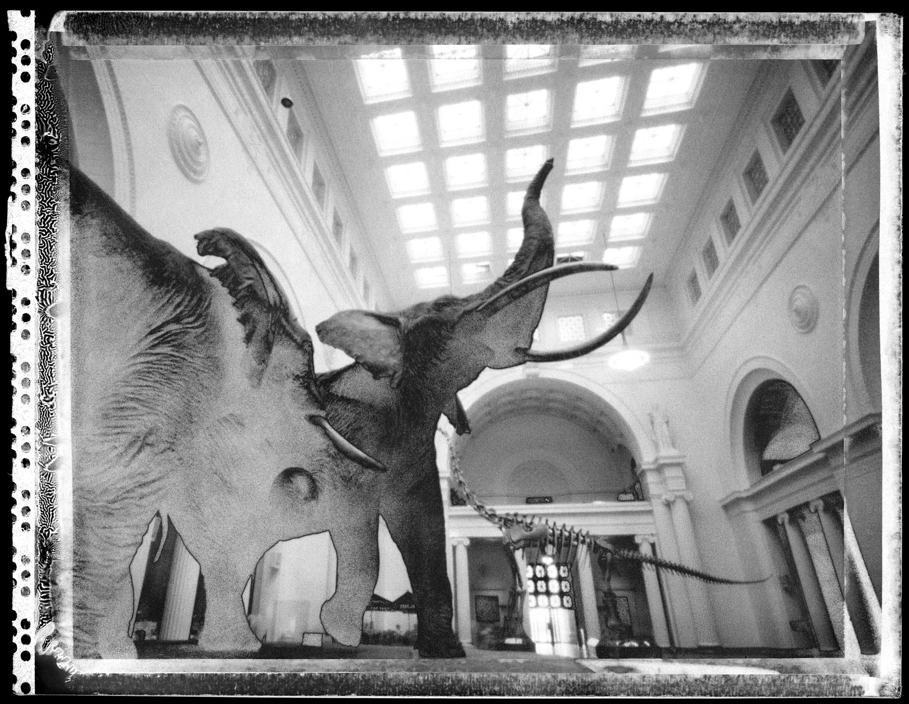 Urban Elephants