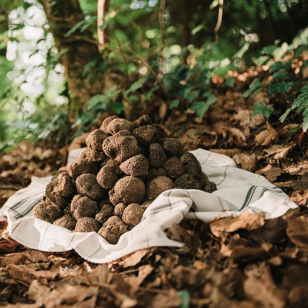 Game of Trüffel - SOLD OUT