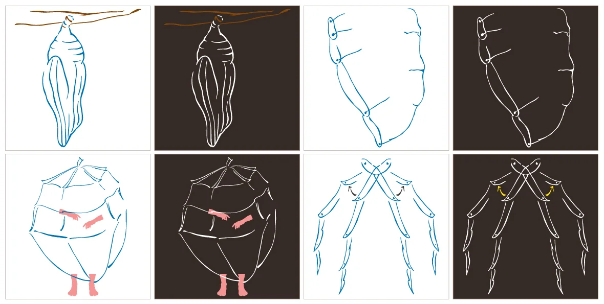 Chrysalis - Development Sketches