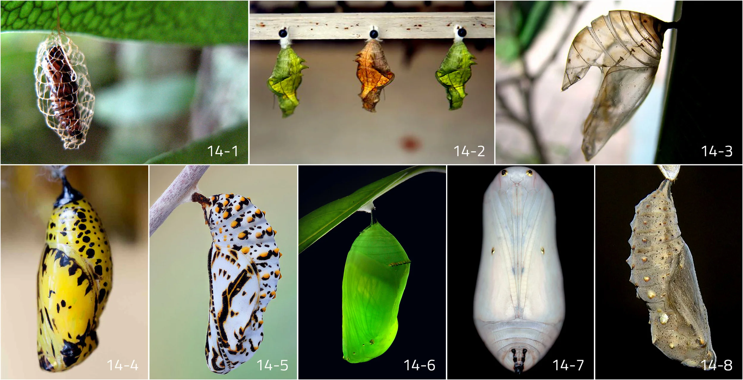 Image References i: Chrysalis - Google Search