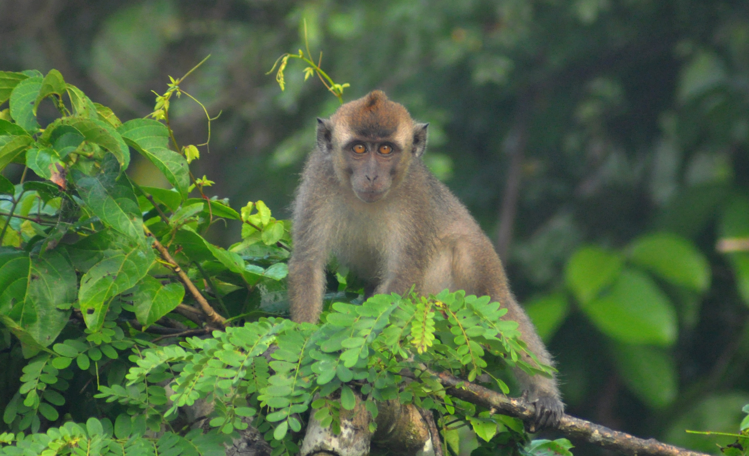 Animals_Monkey_1_web.jpg