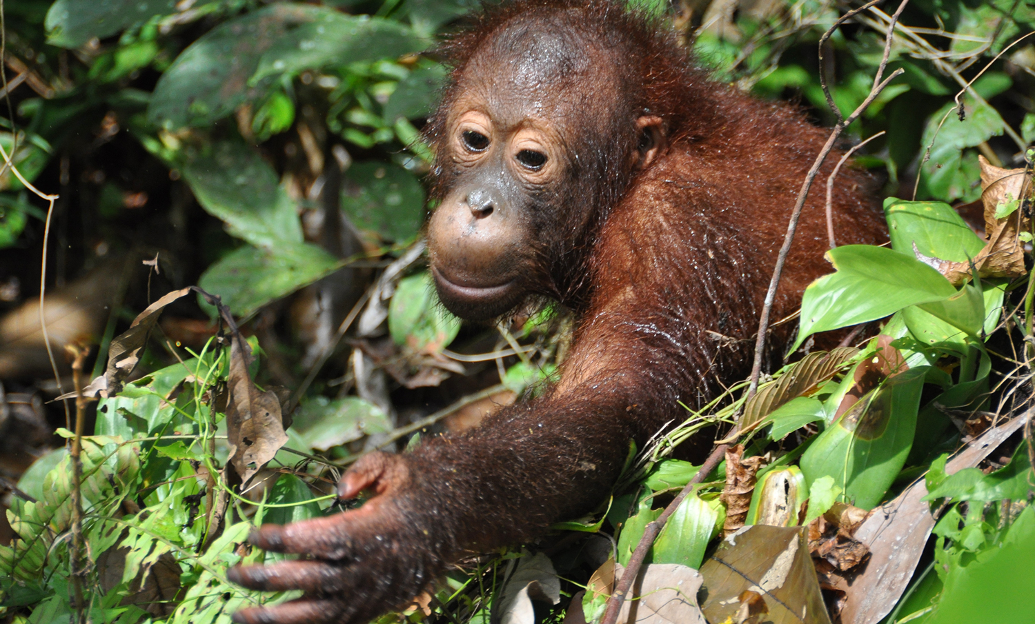 Animals_Orang_1_web.jpg