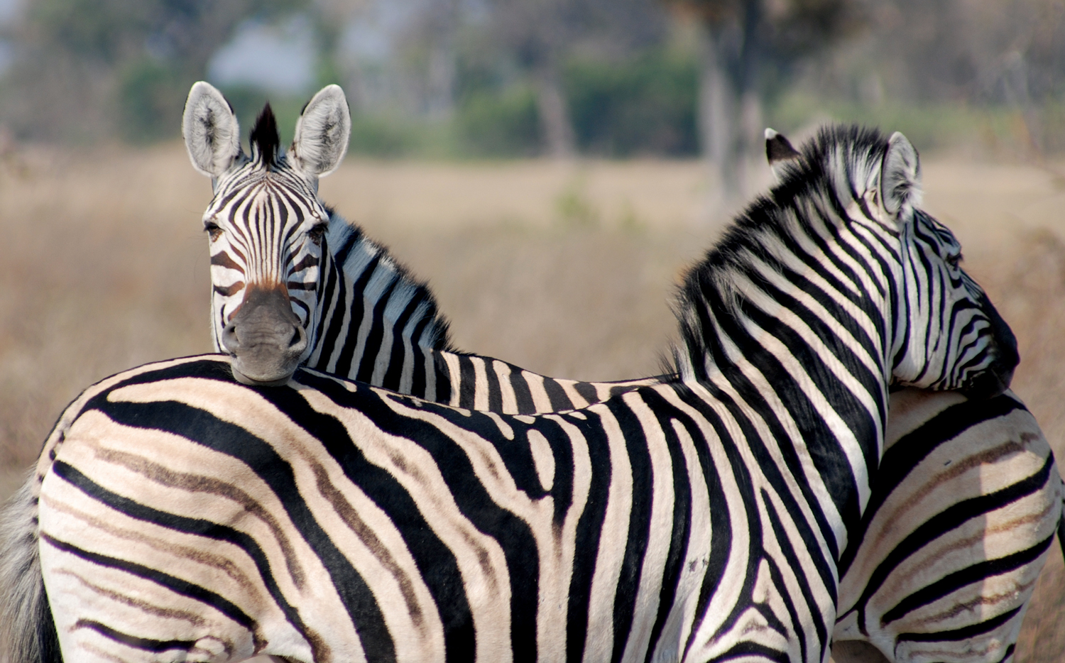 Animals_Zebra_1_web.jpg