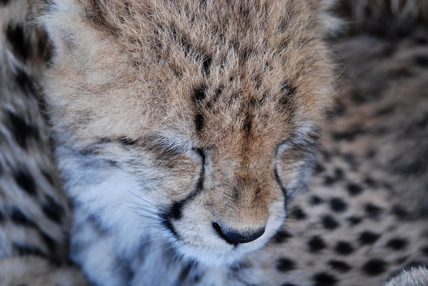 Animals_Cheetah_1_web.jpg