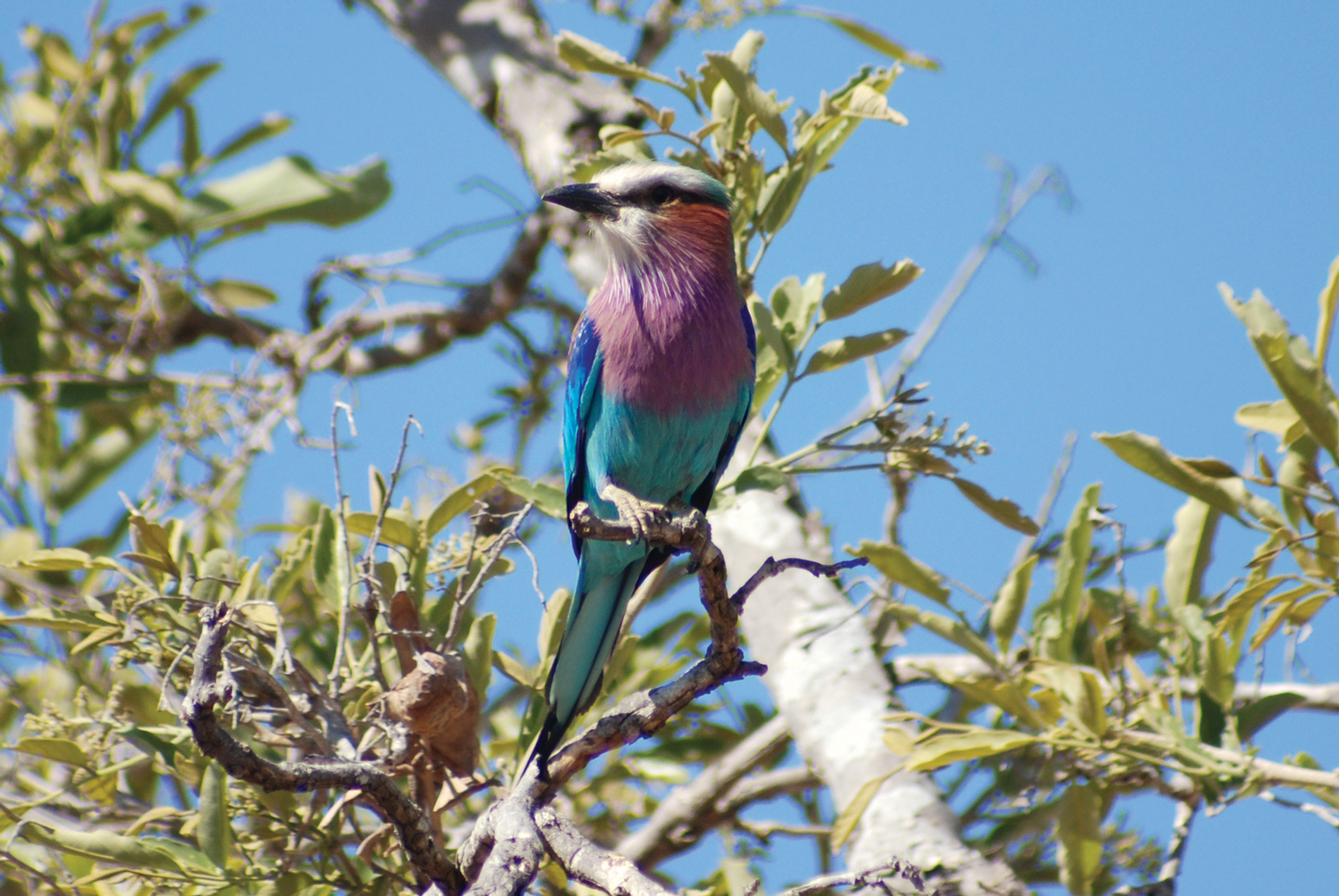 Animals_bird_1_web.jpg