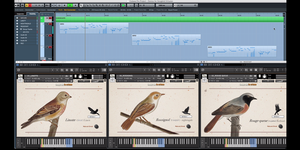 SONGBIRD VIRTUOSO — loops de la crème