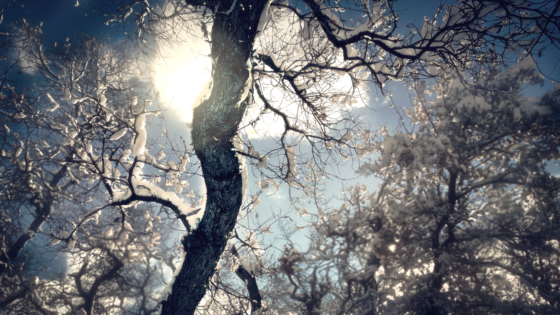 sun snow trees limbs winter.jpeg