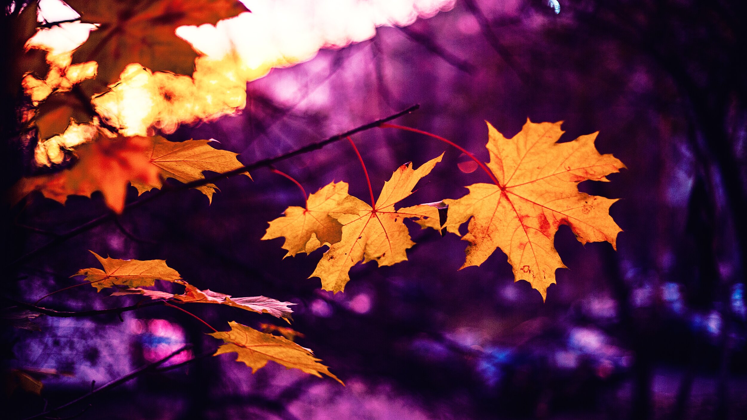 autumn leaves purple yellow gold.jpeg