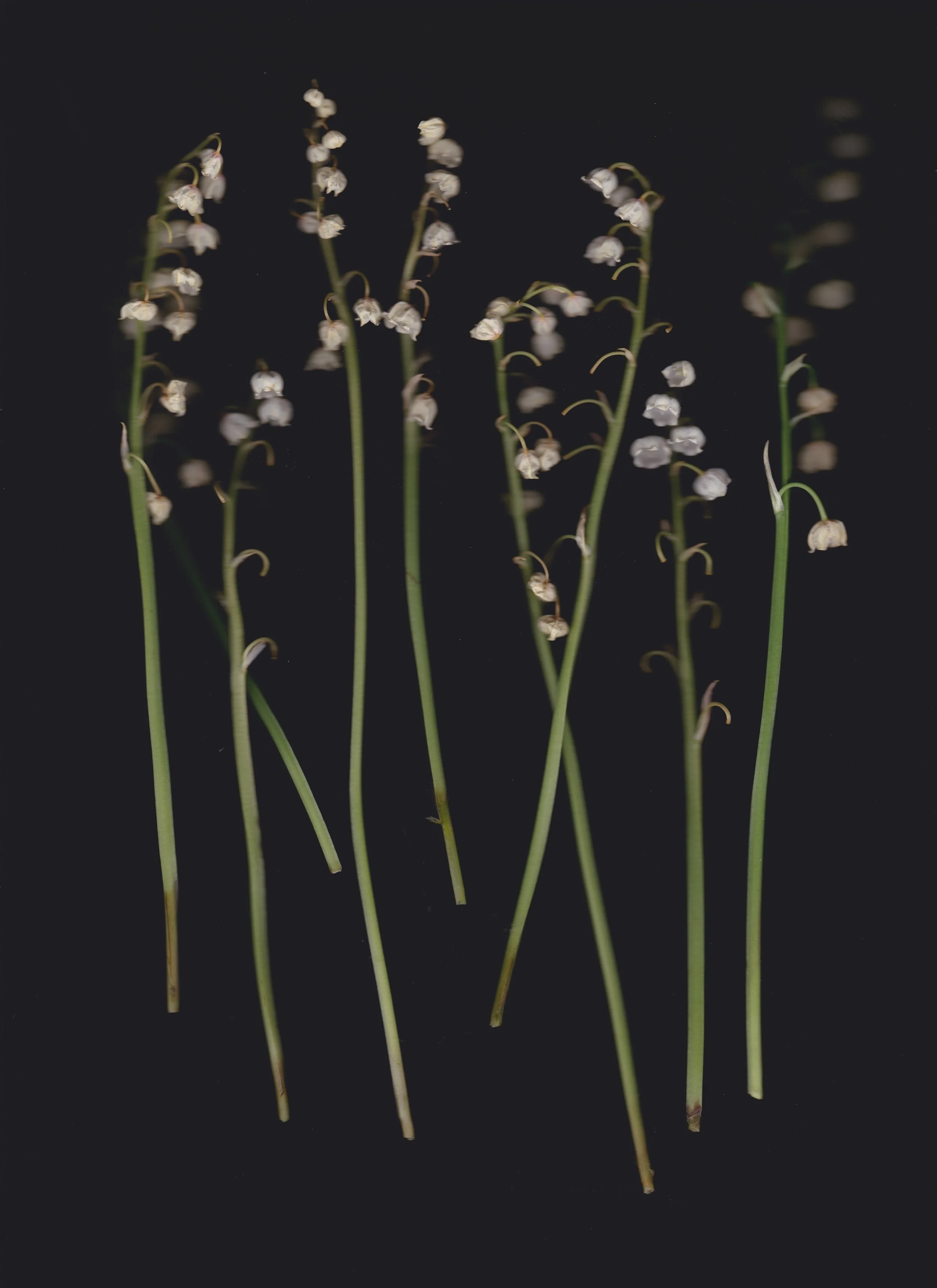 flowerscanmay172020 4.jpeg