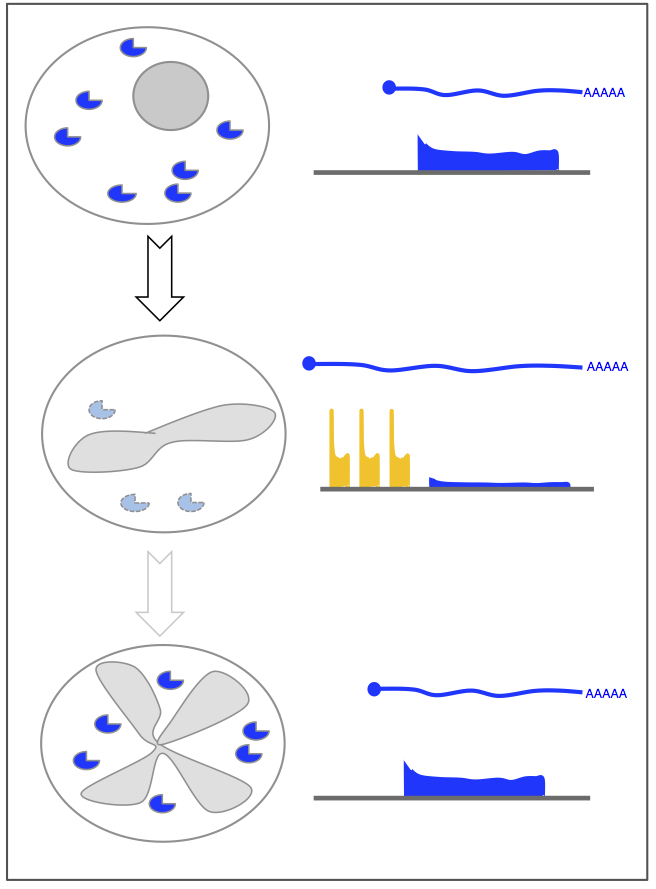 upstream Open Reading Frames and alternate meiotic transcripts