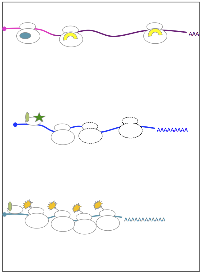 Regulation of translation in meiosis