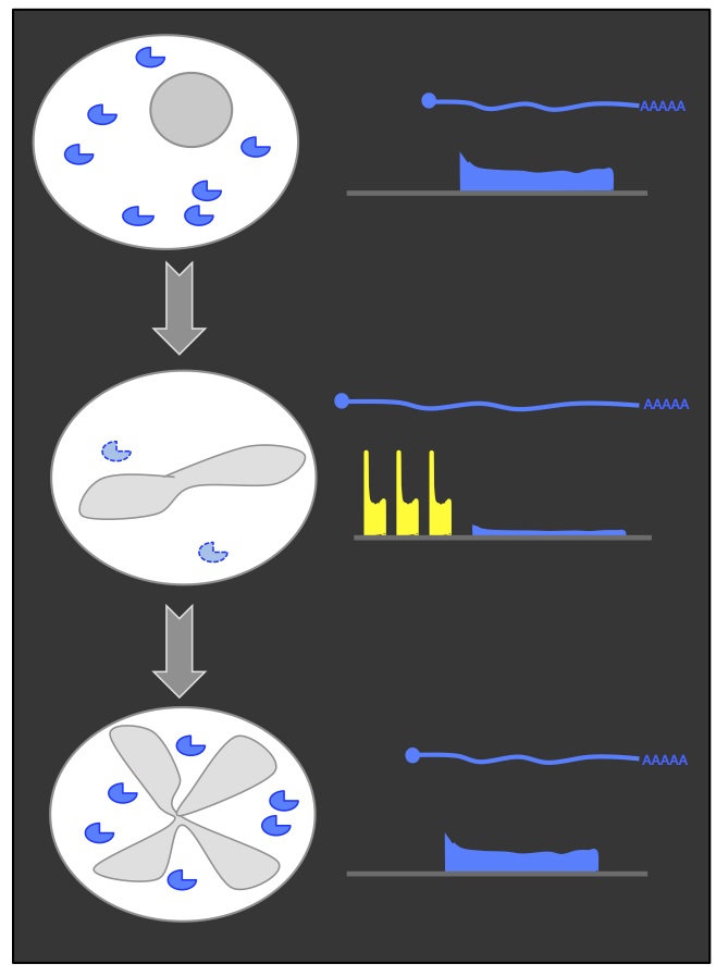 upstream Open Reading Frames and alternate meiotic transcripts