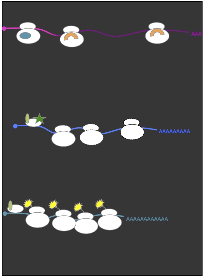 Regulation of translation in meiosis