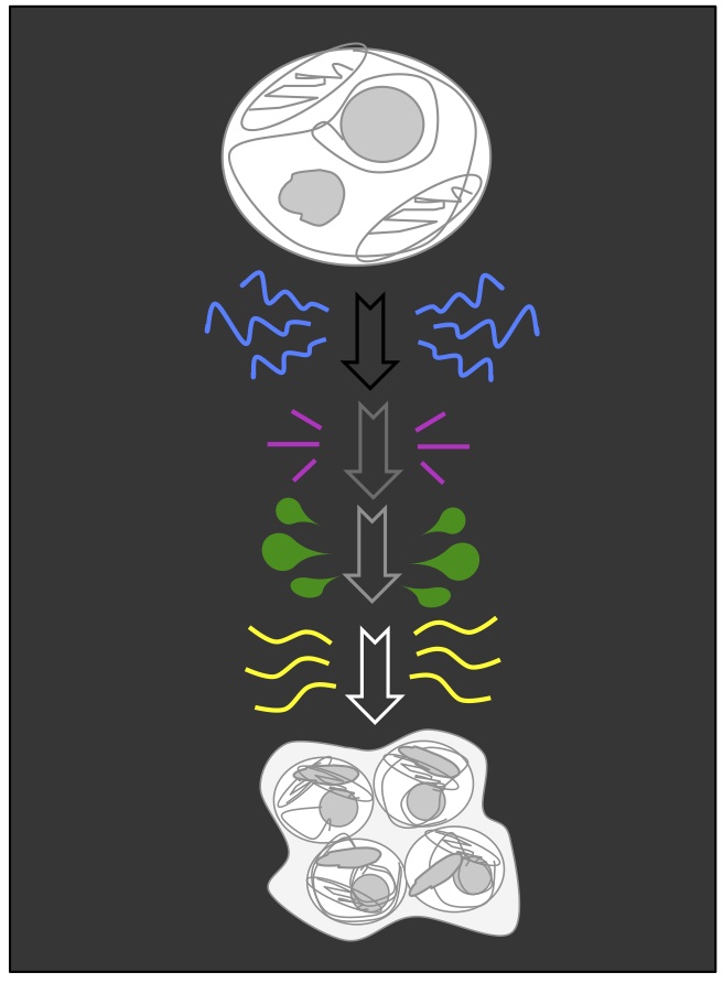 Meiotic roles of stress response pathways