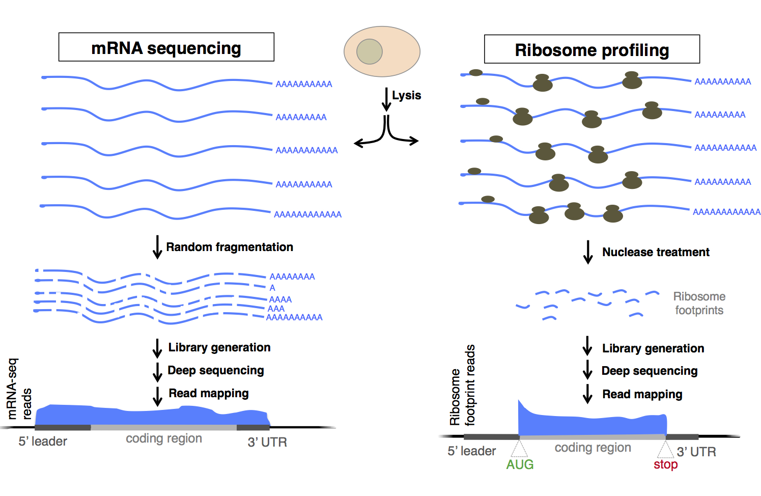 What is ribosome profiling? Nuclease digestion of translating ribosomes protects only mRNA regions (footprints) being actively decoded by the ribosome ( Steitz, Nature, 1969 ; Ingolia et al., Science, 2009 ). These footprints can be collected in vivo from cells and sequenced to define coding regions and quantify new protein synthesis. Shown is a comparison of the method with mRNA sequencing, which defines the positions of full transcripts, but cannot specifically identify coding regions.