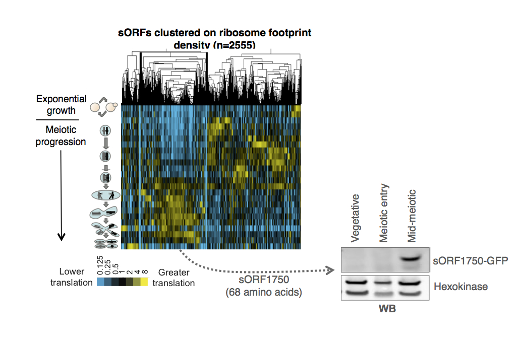 Hierarchical clustering of ribosome footprint density over the ~2500 short ORFs that we identified as translated in meiosis. Most of these are meiosis specific and highly regulated. The inset Western blot shows that the expression of these sORFs can be confirmed by classical methods.