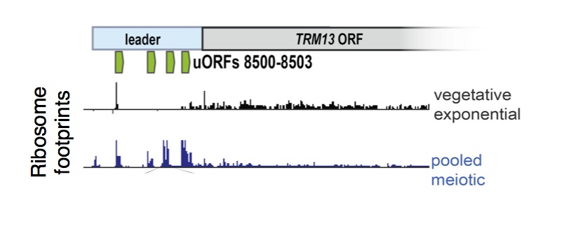 uORF translation is enriched in meiotic cells. Ribosome footprints are plotted over a sample gene, TRM13 , showing enrichment for ribosomes in the 5' leader region (commonly called the 5'UTR) in meiosis. These uORFs (annotated in green) represent just 4 of over 10,000 uORFs that we identified to be translated in meiosis, suggesting a noncanonical mode of translation in these cells.
