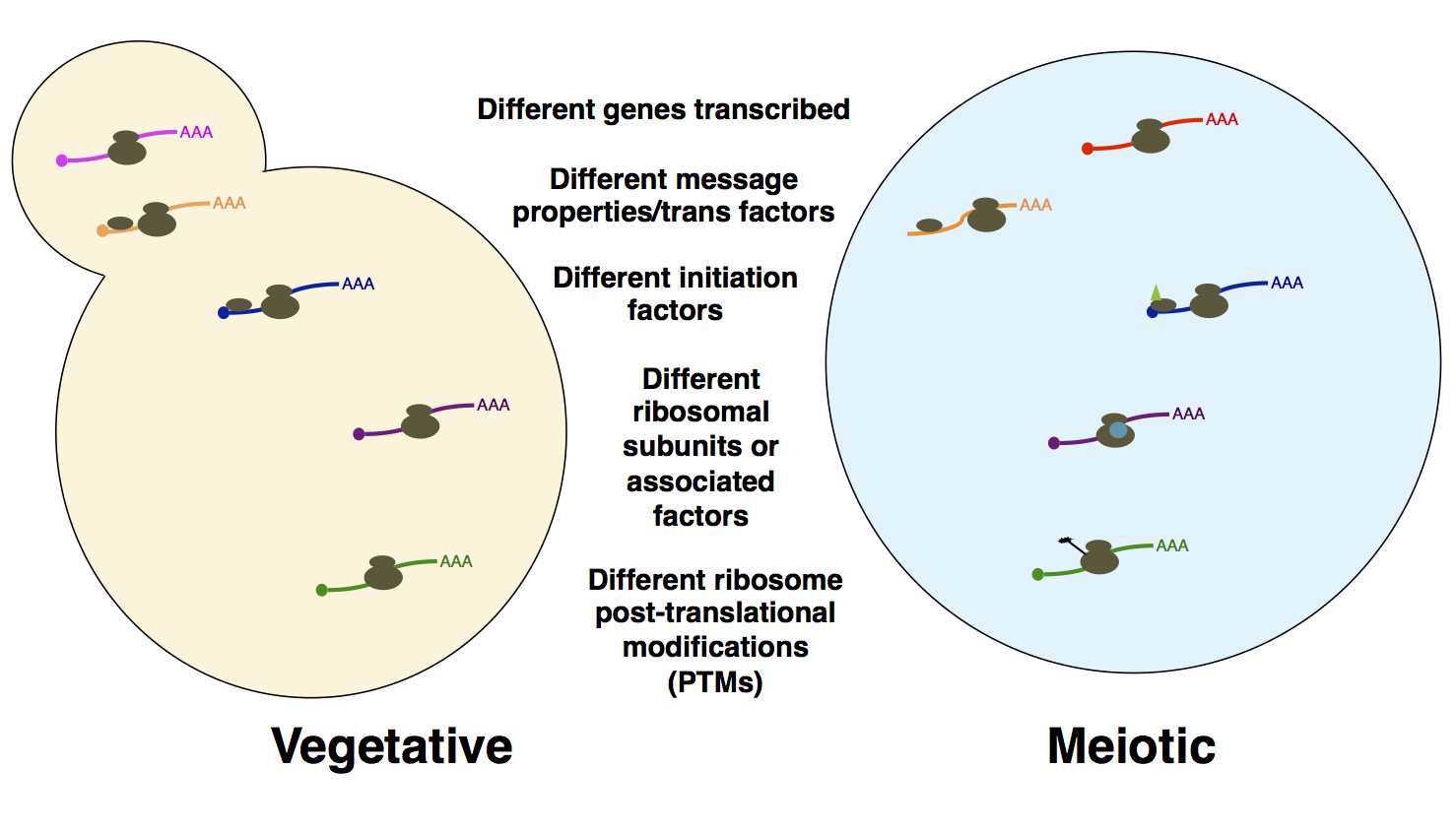 Probing the basis for noncanonical translation in meiotic cells. A number of factors that may be responsible for the unusual degree of dynamic translational regulation and uORF translation in meiosis are shown. We are systematically probing examples of cis- and trans- factors like those outlined here, with the goal of understanding what is special about translation (particularly translation initiation) in meiosis.