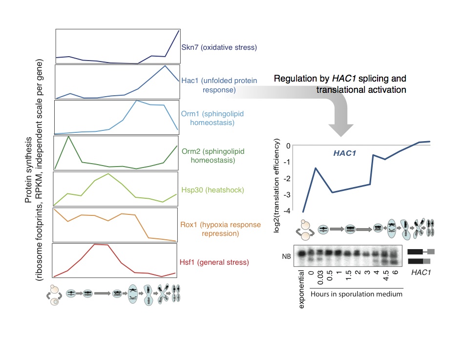 Stress responses are turned on at discrete times in meiosis. Translation of various factors involved in canonical stress responses over meiosis is shown. These factors are induced at the level of protein synthesis in the absence of their characterized external stimulus. To the right is a more detailed view of UPR induction, as determined by Hac1 translation and splicing of the HAC1 message.