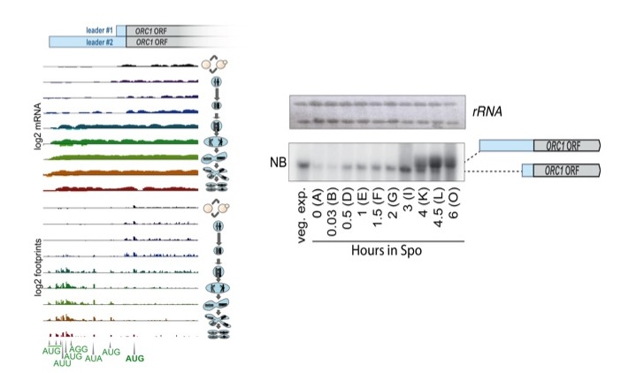 Orc1 protein synthesis is controlled by uORF-mediated translation competition on a regulated long meiotic transcript isoform. mRNA and ribosome footprint sequencing are shown for ORC1 , with mitotic cells in the top (black) track and meiotic progression proceeding from top to bottom below that. In mitotic and early meiotic cells, a short transcript is present that allows Orc1 translation and doesn't contain uORFs. Following meiotic translation, a longer transcript is observed, with several AUG uORFs translated that appear to prevent ribosomes from translating the ORC1 ORF.