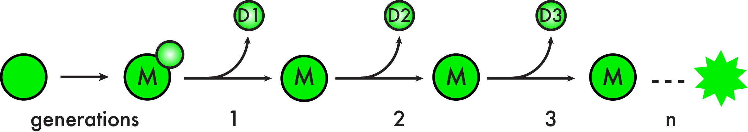 Replicative lifespan in budding yeast is measured by the total number of cell divisions a mother cell (M) undergoes to produce its daughters (D).