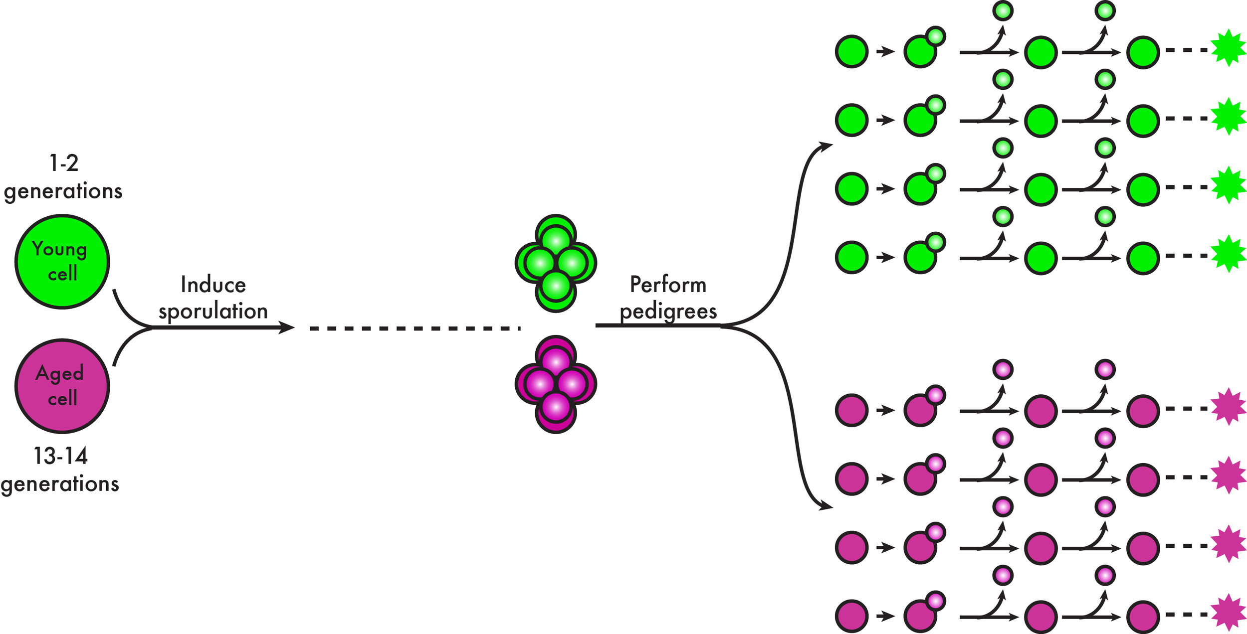 To isolate aged cells, we employ biotin-based surface labeling of yeast cells ( Smeal et al., 1996 ). Importantly, the biotin molecules do not transmit to the daughter cells. The subsequent growth and isolation of the labeled cells with streptavidin-coated magnetic beads allows for the enrichment of aged cells. After isolation, we induce young and aged cells to sporulate and follow the life span of spores by returning them into nutrient-rich conditions, hence allowing them to initiate the mitotic cell divisions. Upon each division, we dissect away the daughter cell and record the total number of cell divisions that each spore undergoes before its death, a technique referred to as pedigree analysis. 