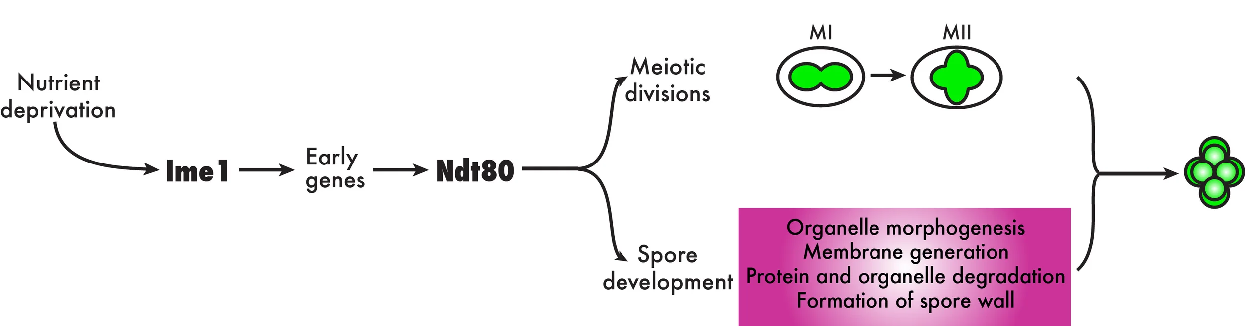 Transcriptional regulation of gametogenesis in budding yeast