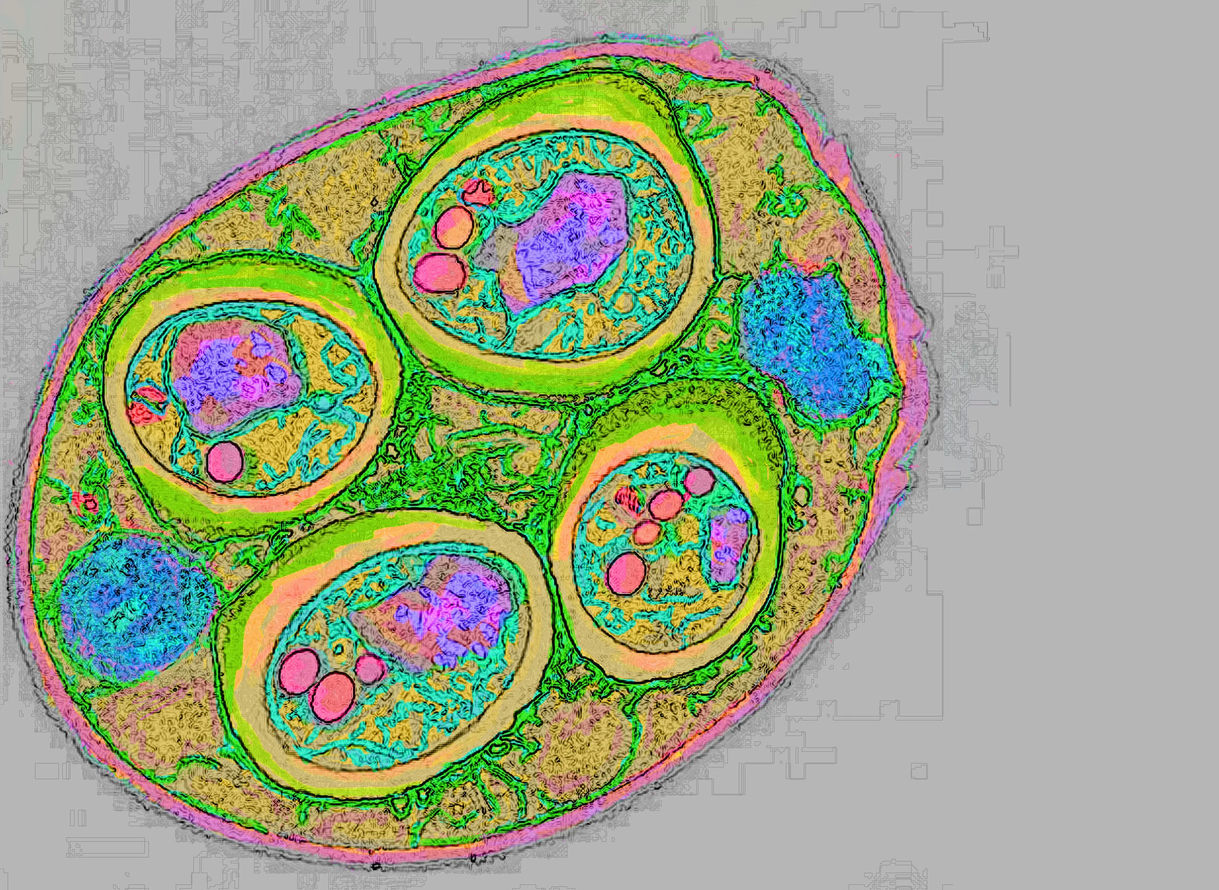 test3lightgreencolor10findedge2clean9M9372-TEM-of-Saccharomyces-Cerevisiae-1 copy-Recovered.jpg