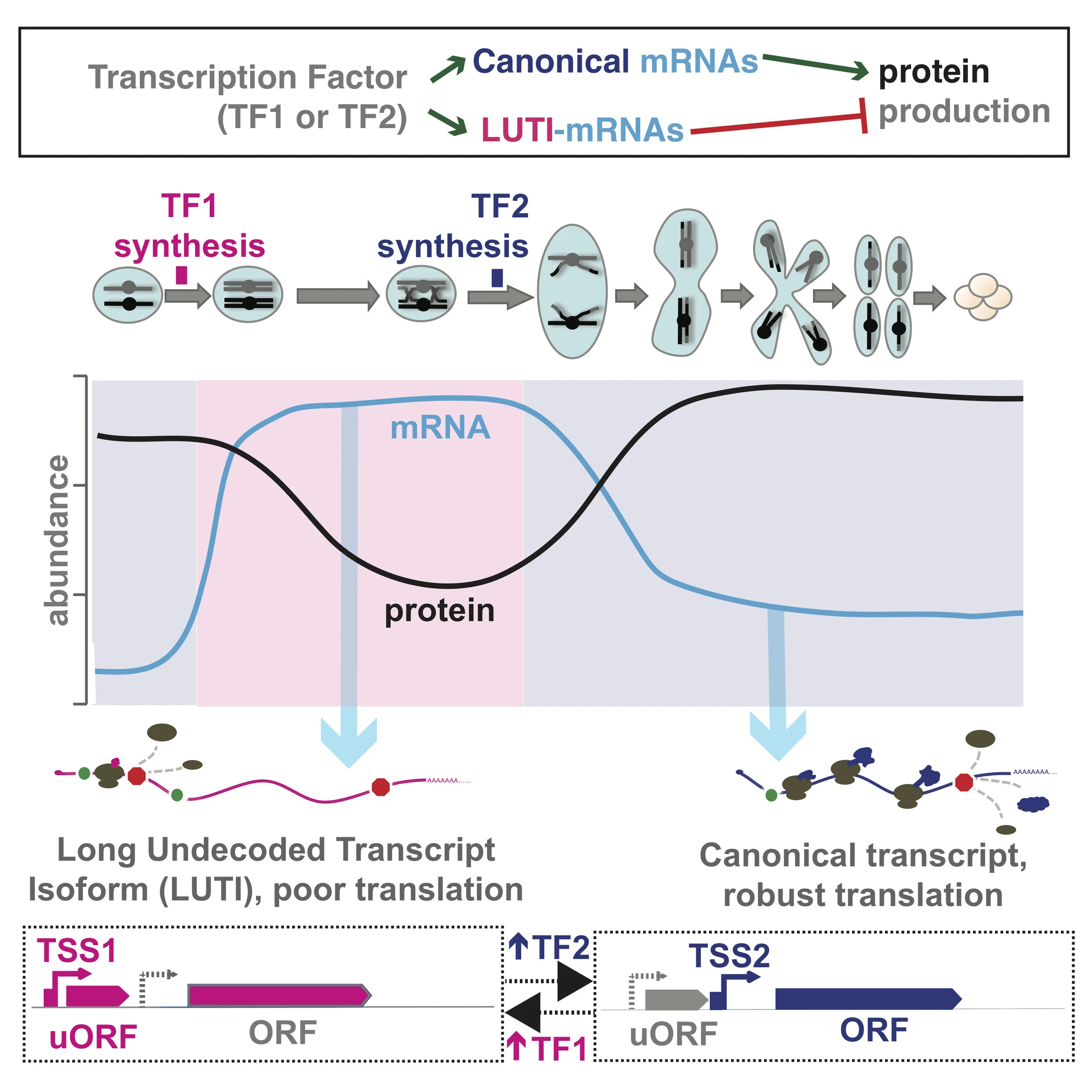 LUTI-based regulation. Top) Anti-correlated mRNA and protein levels during meiosis (represented by cartoon) are explained by LUTI regulation. Here, TF1 induces a LUTI transcript early in meiosis, which results in high overall mRNA levels for this gene, but poor protein production due to translation of uORFs that repress ORF translation. In mid-meiosis, TF2 induces low levels of a canonical mRNA, which produces protein. Below) LUTI vs. and canonical mRNA production is determined by the TF abundances and the positions of their binding sites relative to ORF and uORF sequences. Not shown: transcription from TSS1 represses TSS2 transcription in cis, causing toggling from canonical to LUTI mRNA isoform. This mechanism regulates over 380 genes during meiosis in yeast.