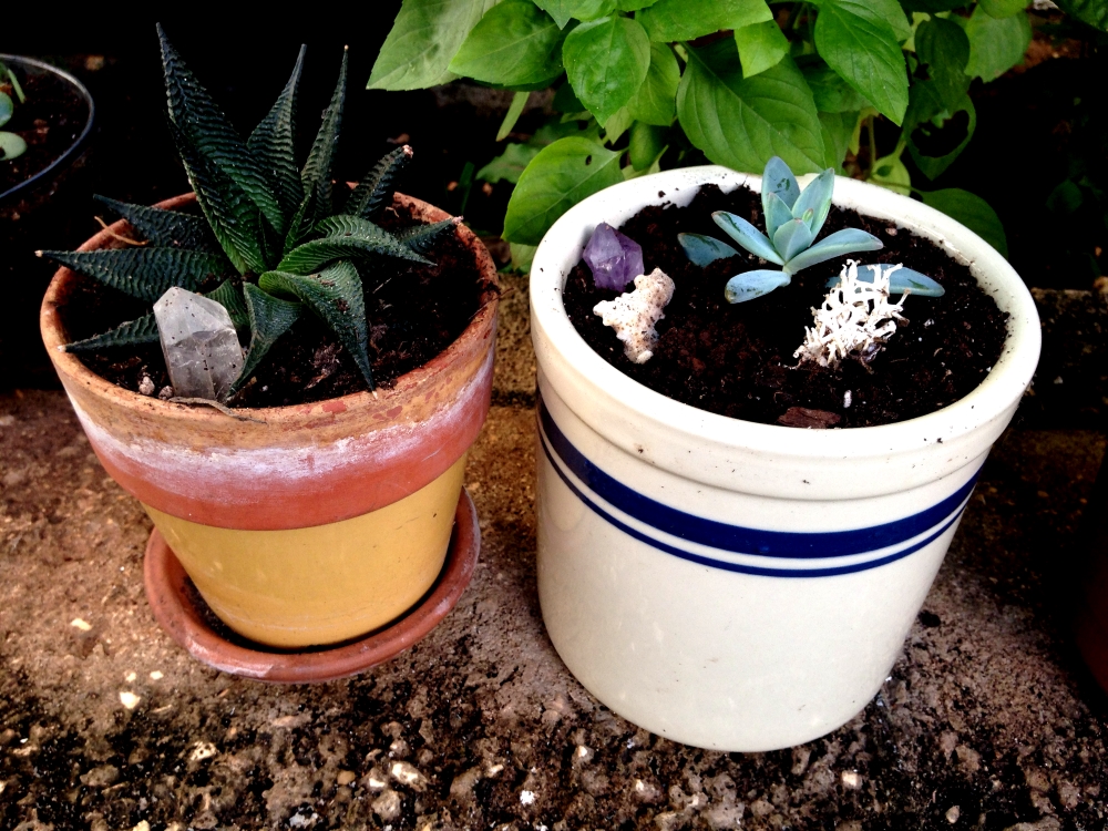 Much happier with full, fresh, composted soil.