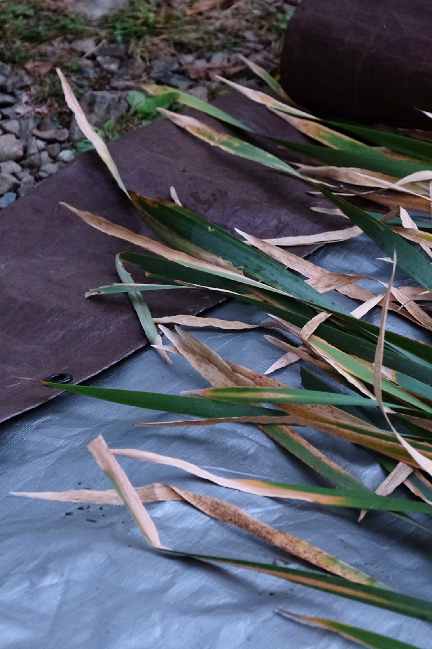 cattail leaves on tarp.jpg