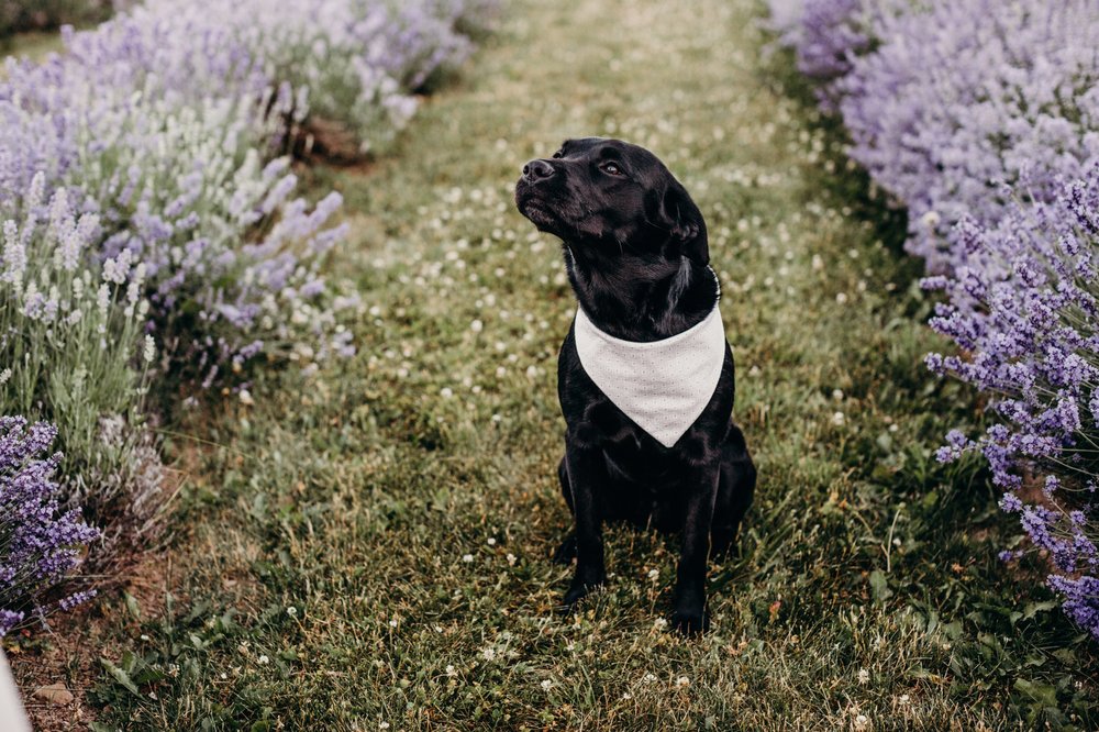 Lavender Farm La Maison Lavande Engagement Session  44.jpg