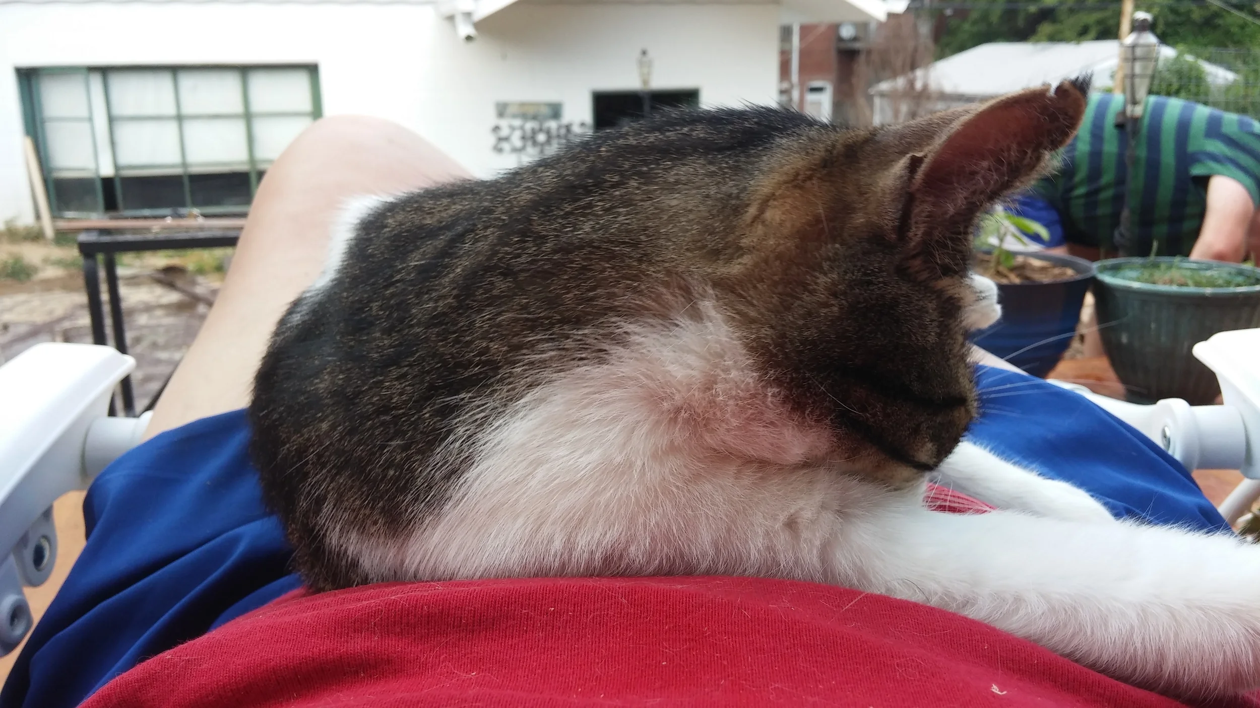 This cat is self-cleaning. So is the guy in the background. 