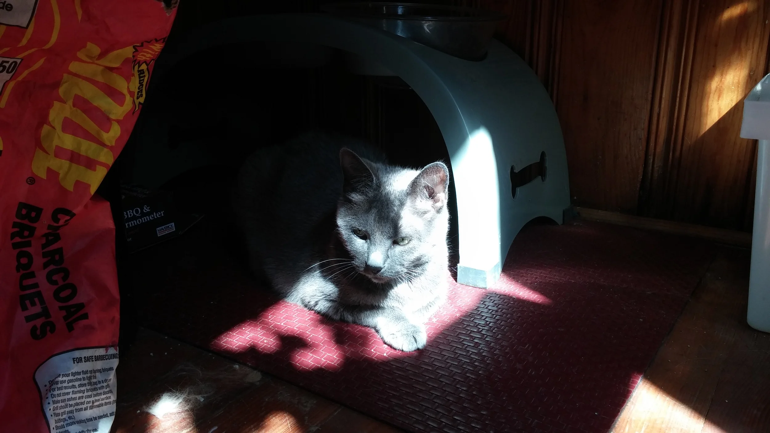 Lulu is a minimalist trapped in a cluttered household.
